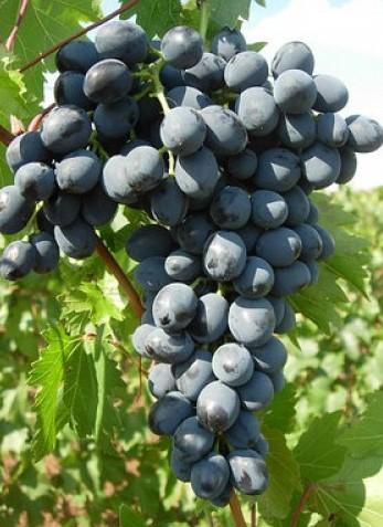 Земельный участок с виноградниками в Темрюкском р-не (45 га или частями)