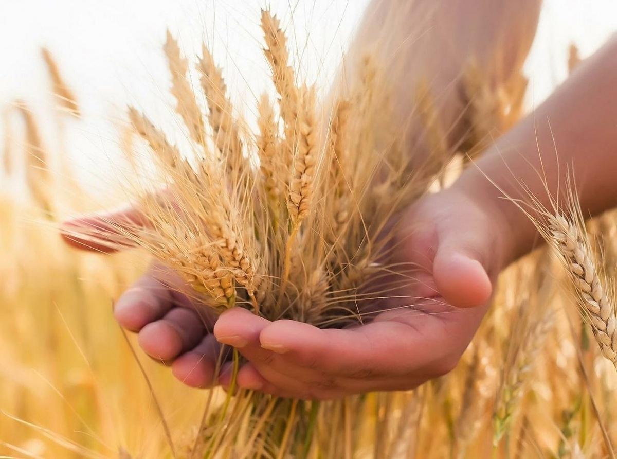 Продаем семена озимой пшеницы, семена трав, травосмеси, СЗР.