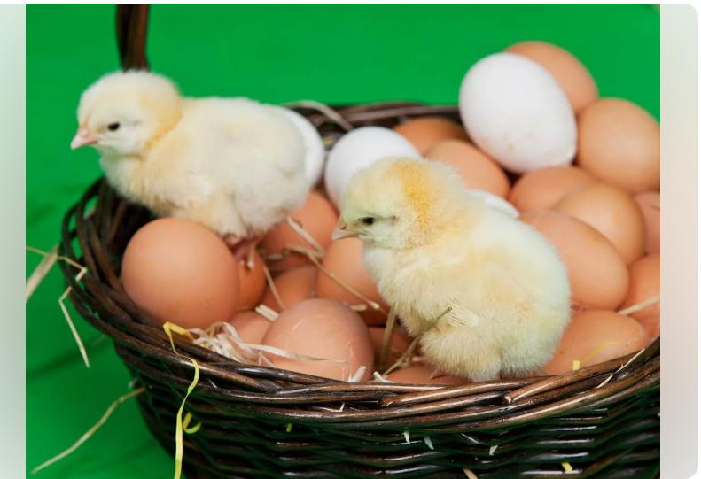 Инкубационное яйцо и цыплята кур,гусей,уток,цессарок,фазанов - фотография № 4