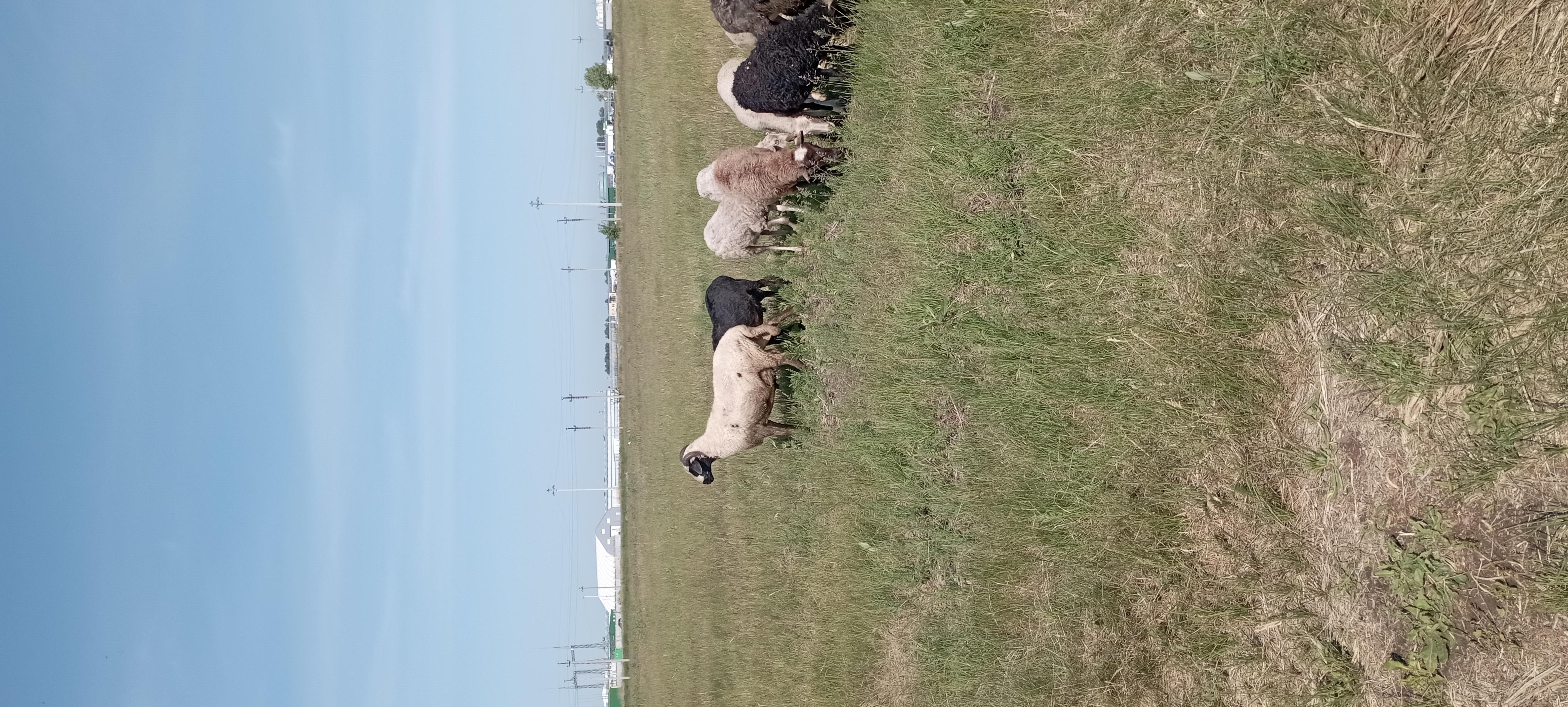 Овцы и бараны - фотография № 3
