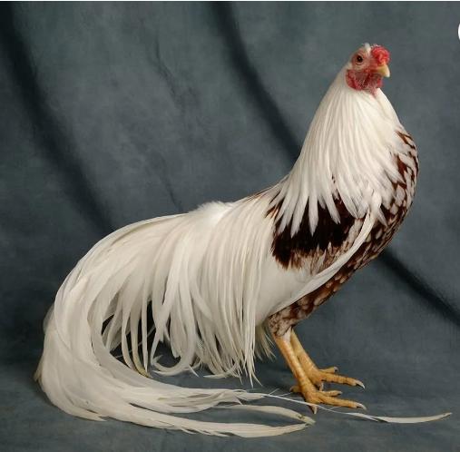 Инкубационное яйцо и цыплята кур,гусей,уток,цессарок,фазанов - фотография № 5