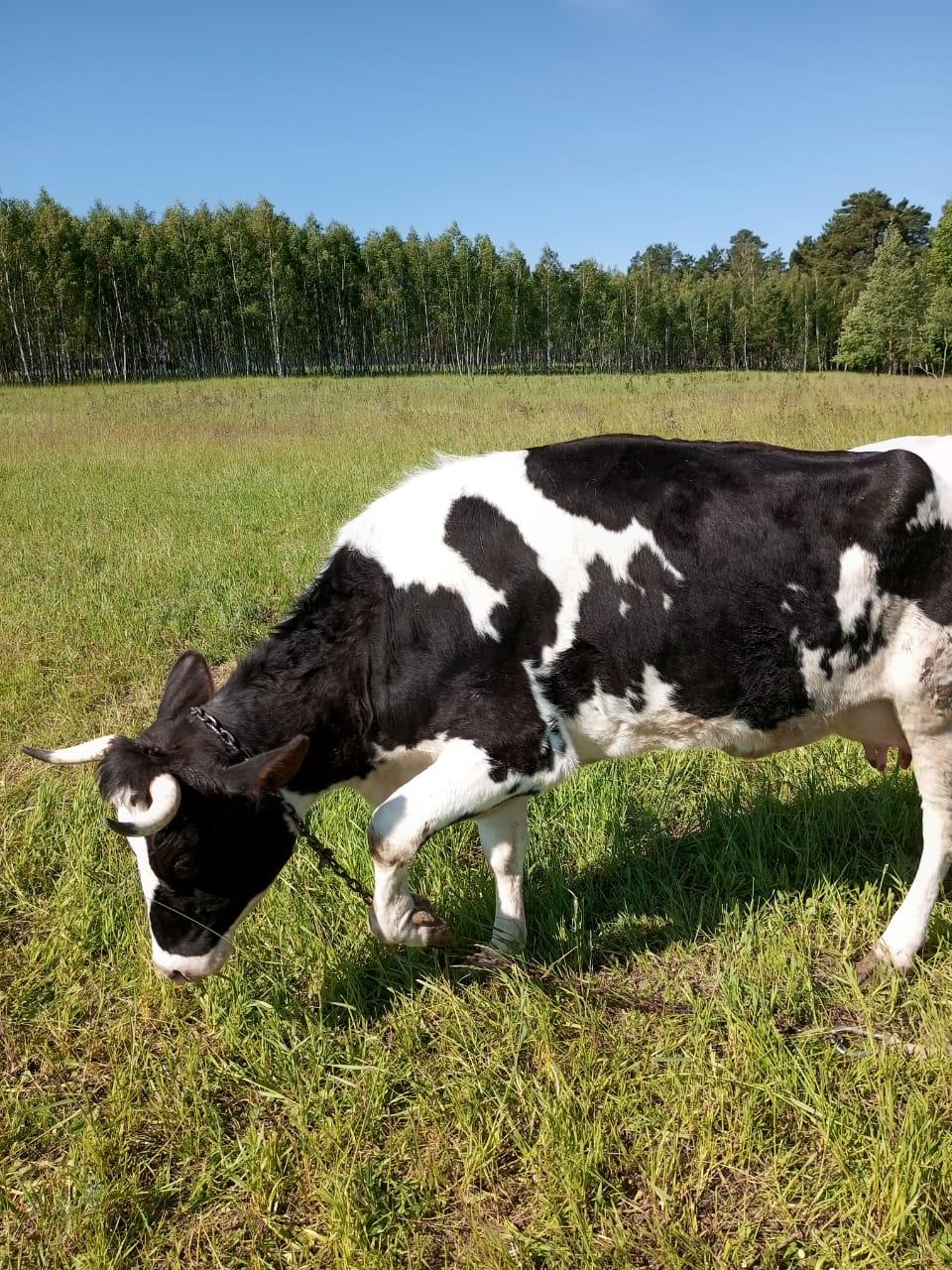 Продам корову - фотография № 4