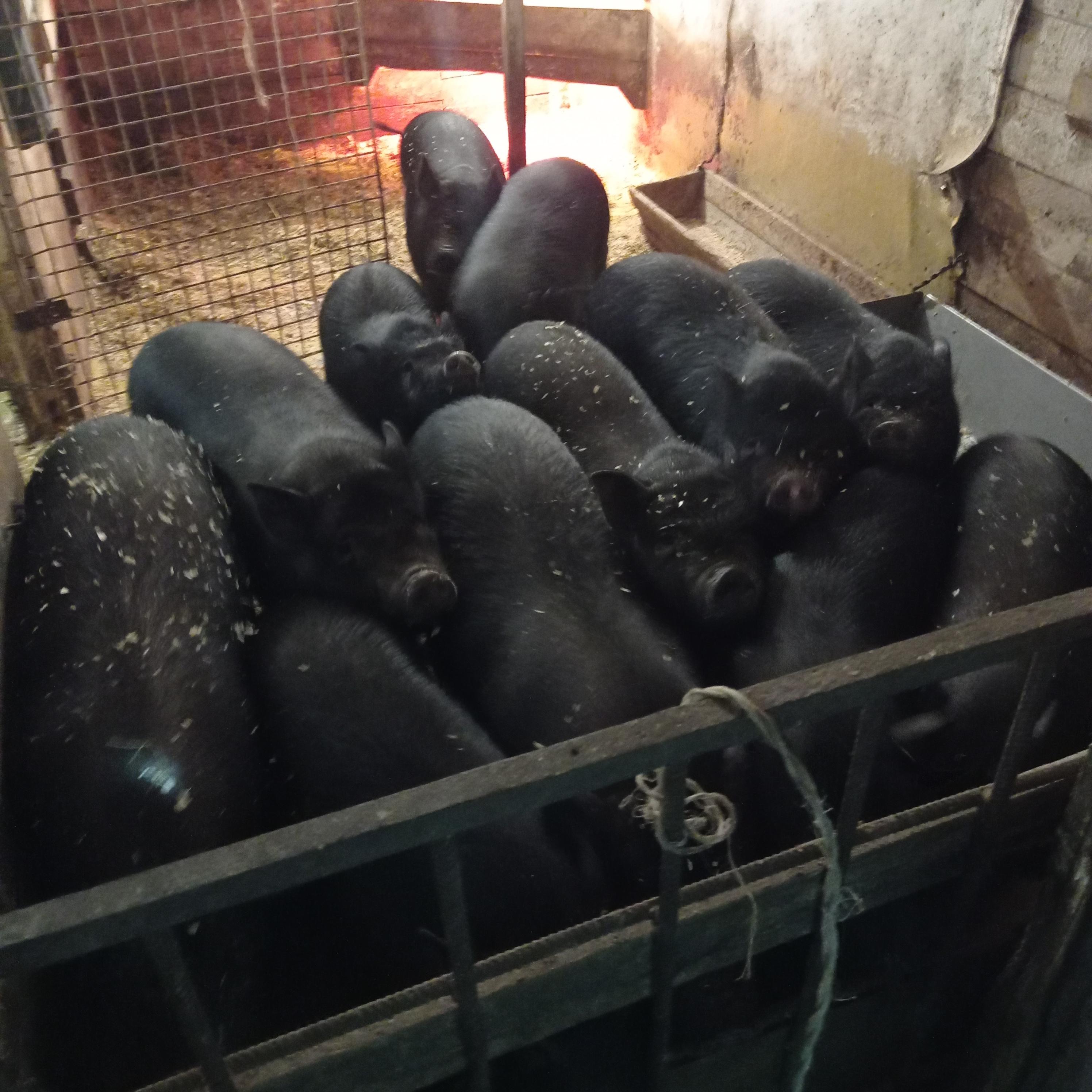 Вьетнамские свиньи - фотография № 3