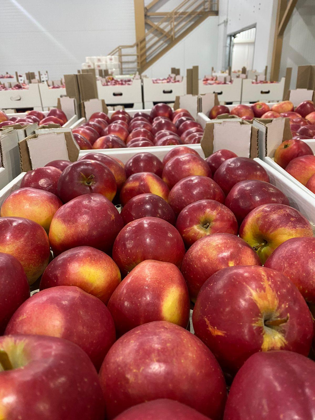 Производим и продаем яблоки. 500 тонн - фотография № 4