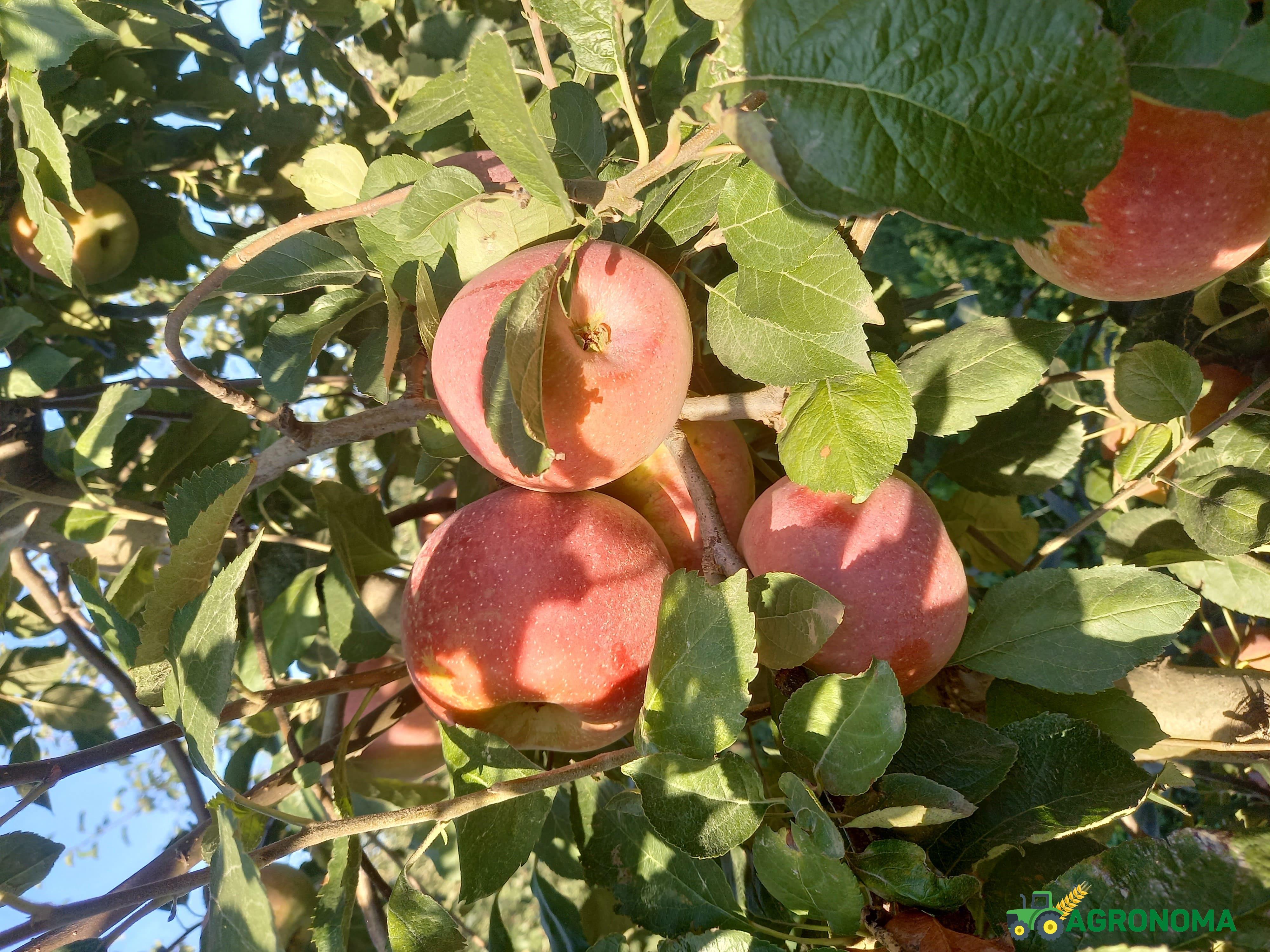 Яблоки оптом ФЛОРИНА от 10 тонн
