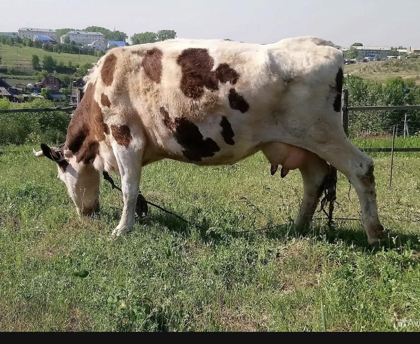 Корова за бесценок
