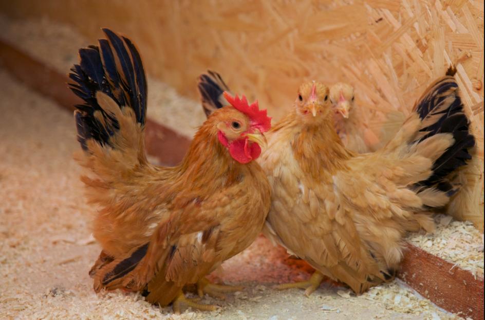 Инкубационное яйцо и цыплята кур,гусей,уток,цессарок,фазанов - фотография № 16