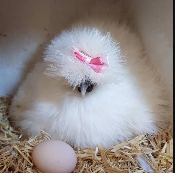 Инкубационное яйцо и цыплята кур,гусей,уток,цессарок,фазанов - фотография № 7