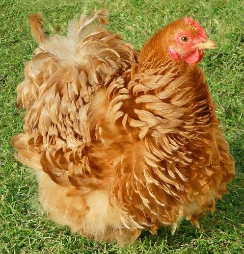 Инкубационное яйцо и цыплята кур,гусей,уток,цессарок,фазанов - фотография № 6