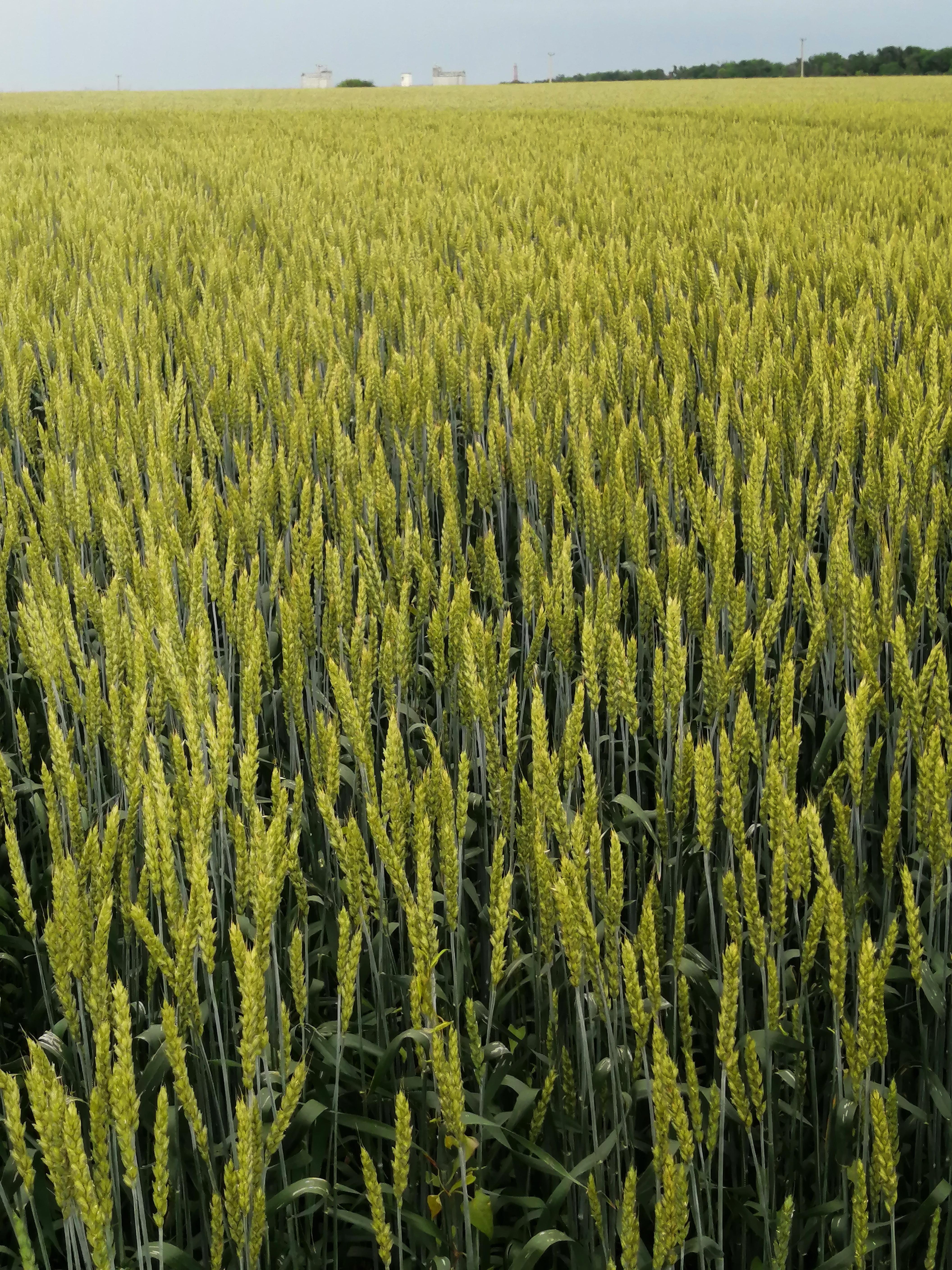 Безостая пшеница
