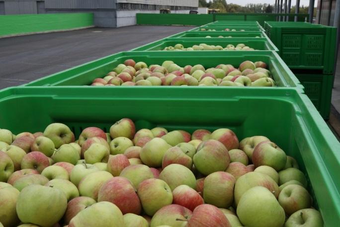 Яблоки оптом  от производителя 65+ от 40р./кг