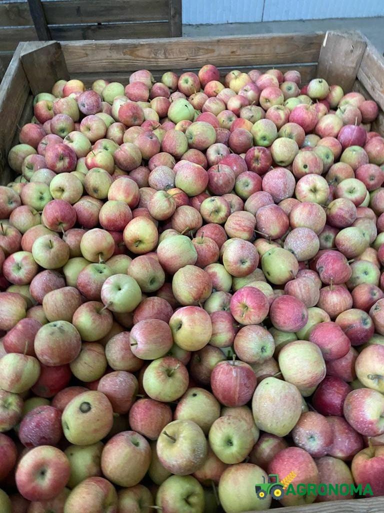 Яблоки сорт Гала оптом от 10 тонн - фотография № 3