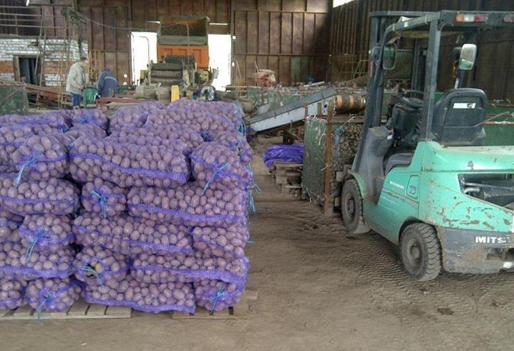 Картофель фермерский от производителя оптом 16 р/кг. - фотография № 4