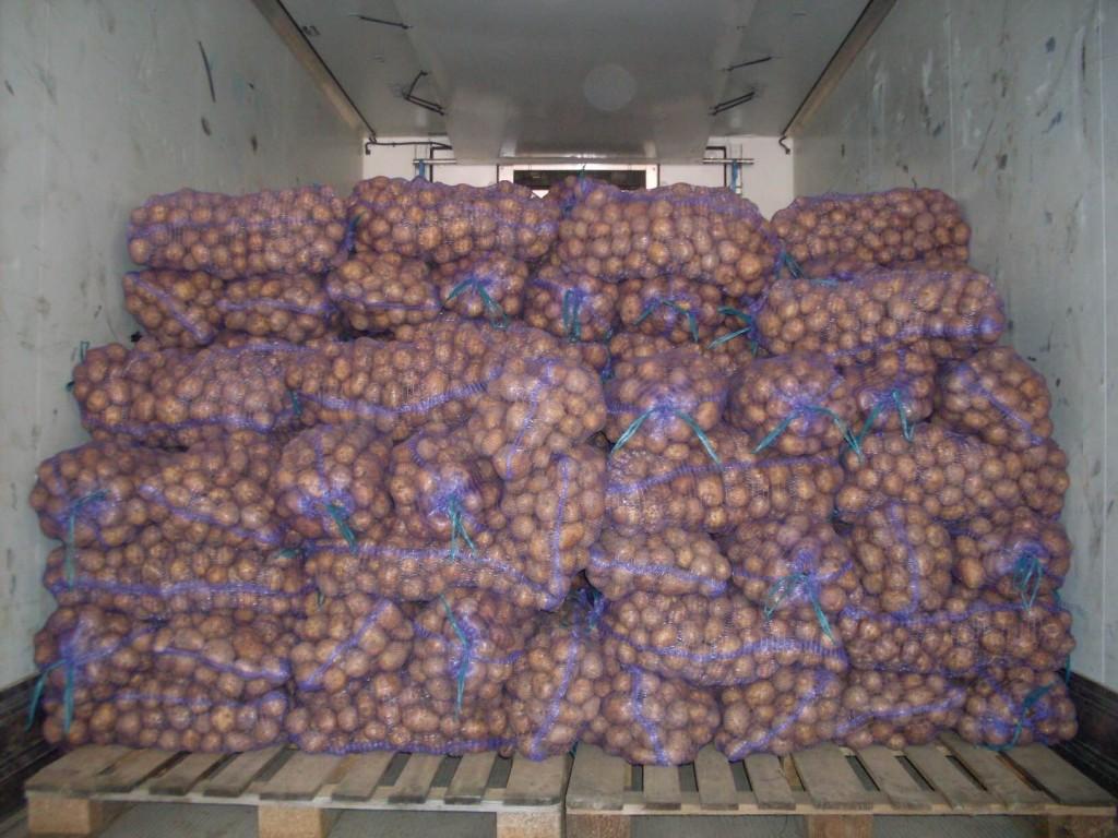 Картофель фермерский от производителя оптом 16 р/кг. - фотография № 2