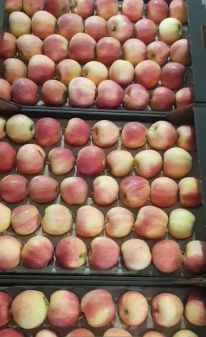 Яблоки оптом Гала Шнига 65-80 1сорт купить на Агронома.ру - фотография № 3