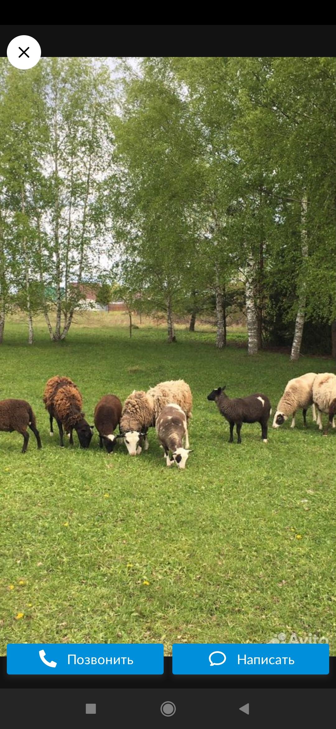 Овцы бараны на курбан-байрам - фотография № 3