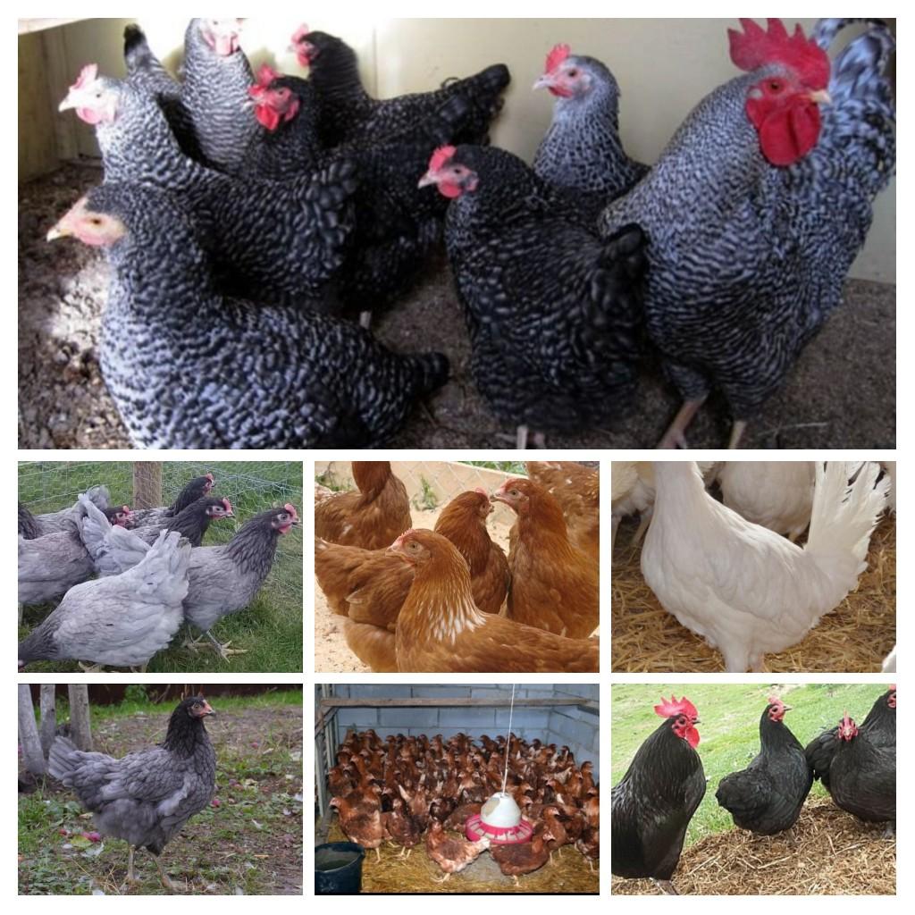 Куры молодки,  утята, подрощенные цыплята с доставкой на дом по Крыму