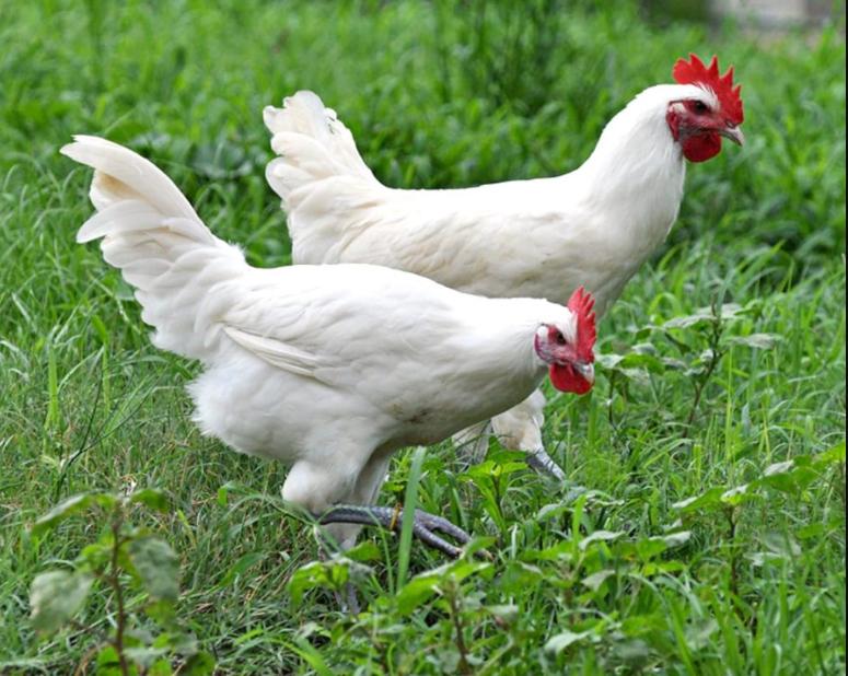 Инкубационное яйцо и цыплята кур,гусей,уток,цессарок,фазанов - фотография № 10