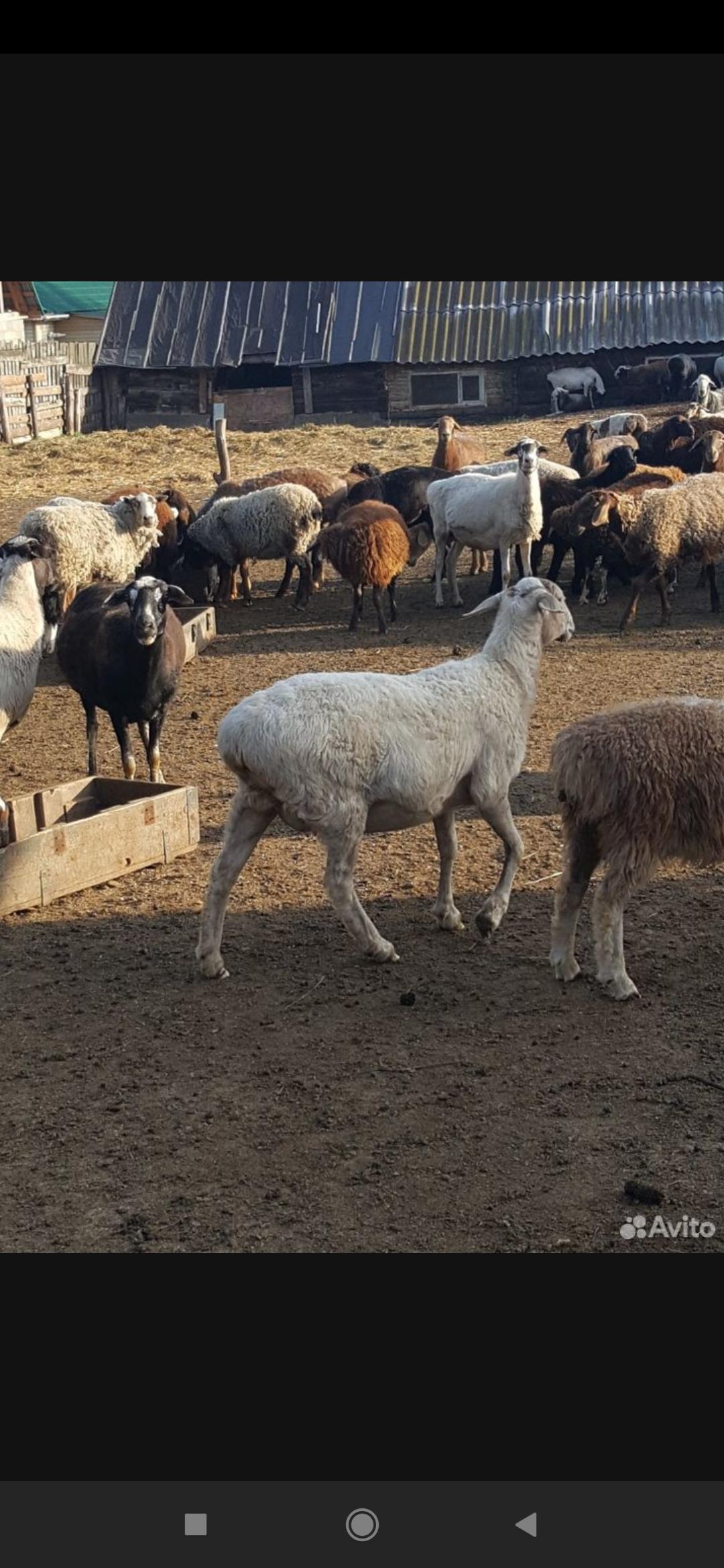 Овцы бараны на курбан-байрам - фотография № 4