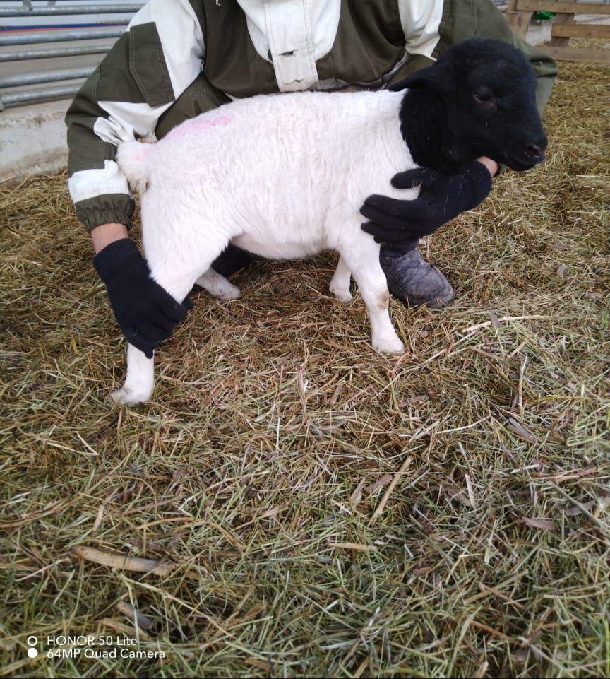 Продажа овец породы ДОРПЕР - фотография № 3
