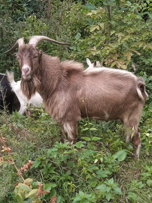 Продаю коз Ламанча, коза дойная зааненская, козёл на племя ламанча, козочек от козла ламанча и заане