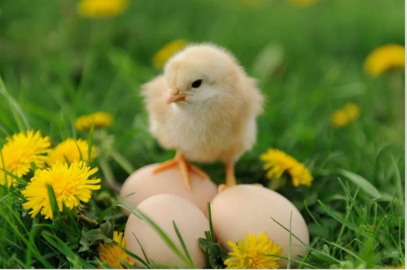 Инкубационное яйцо и цыплята кур,гусей,уток,цессарок,фазанов - фотография № 15