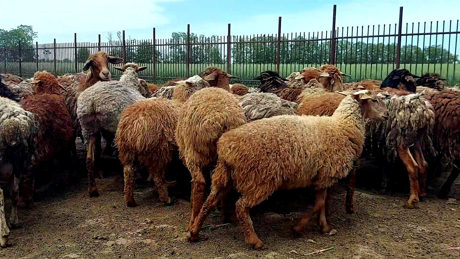 Курдючный баран самец. Курдючная овца с тележкой. Баран ягненок овца Туркменская порода. Баран и Овечка фото. Купить овец омск