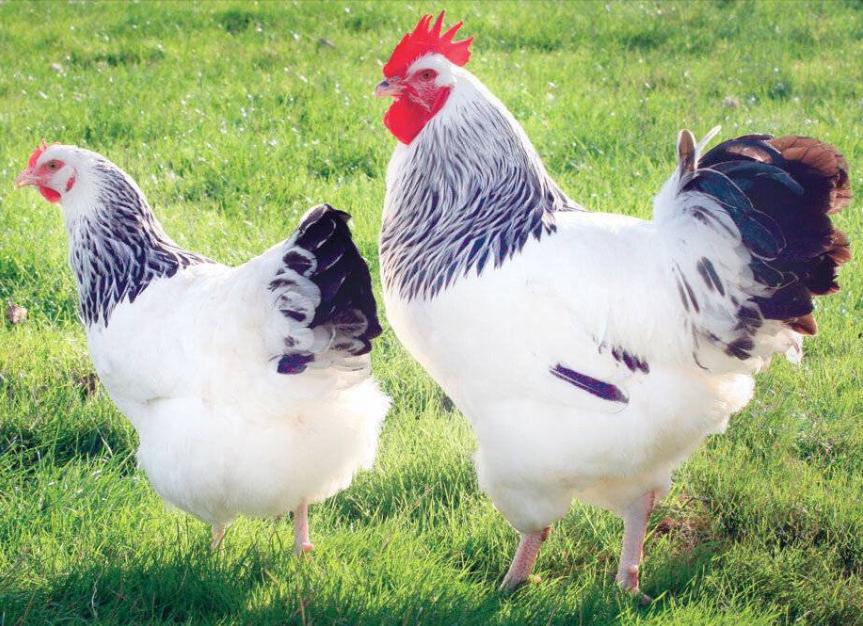 Инкубационное яйцо и цыплята кур,гусей,уток,цессарок,фазанов - фотография № 2