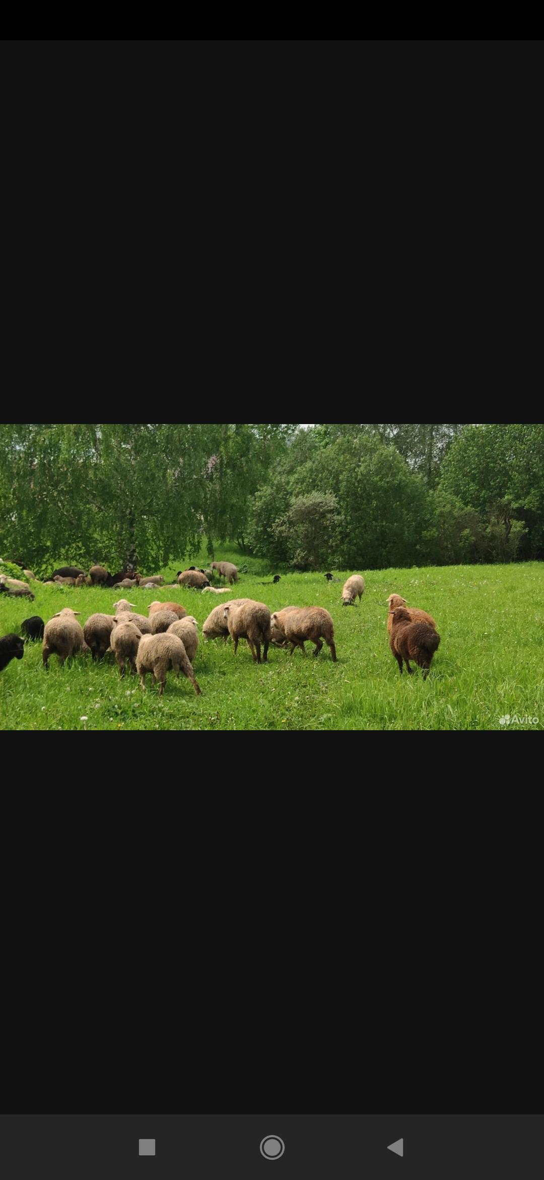 Овцы бараны на курбан-байрам - фотография № 1