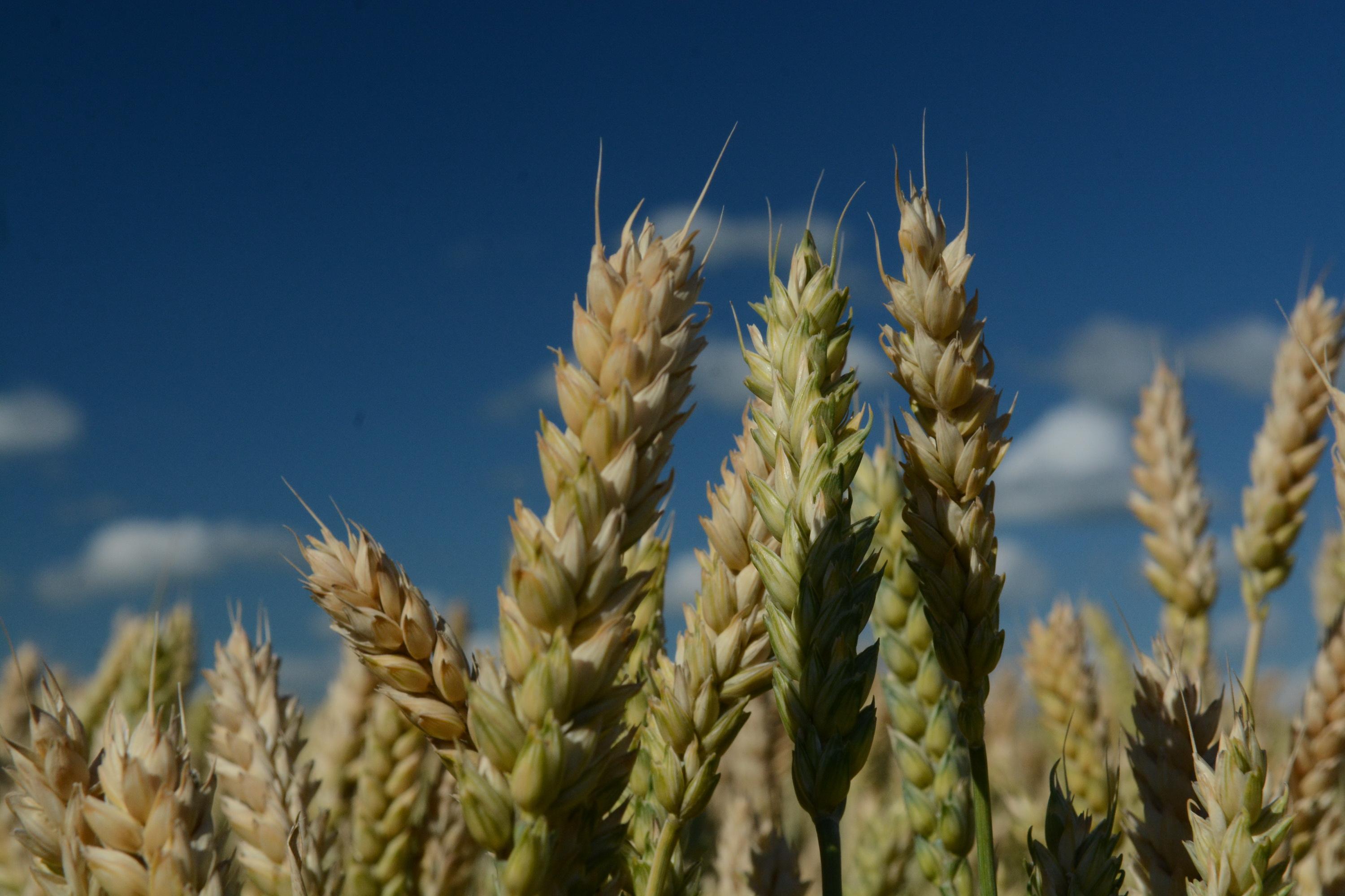 Семена озимой пшеницы Алексеич, Ахмат, Безостая-100, Гром, Степь, Юка и др