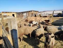 Овцы и ягнята оптом