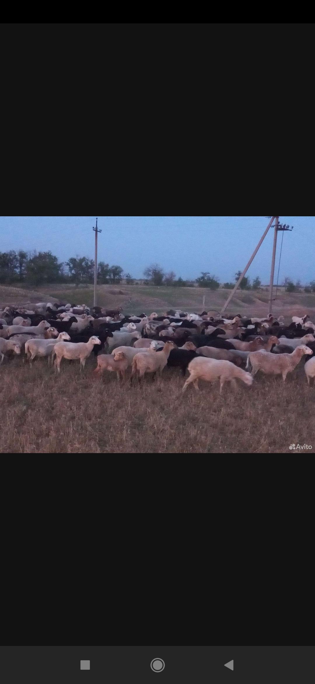 Овцы бараны на курбан-байрам - фотография № 2