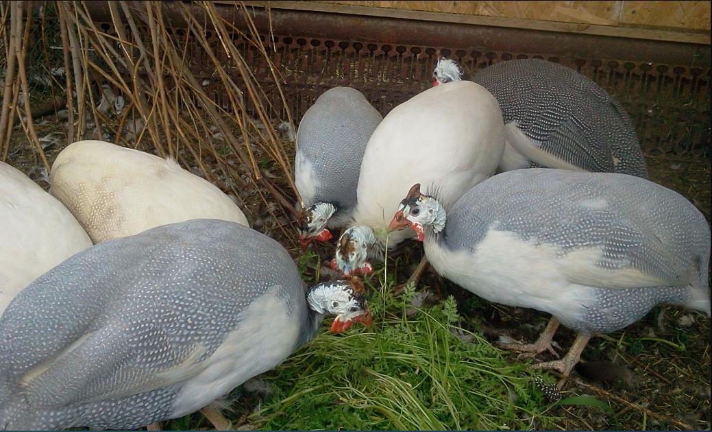 Инкубационное яйцо и цыплята кур,гусей,уток,цессарок,фазанов - фотография № 14
