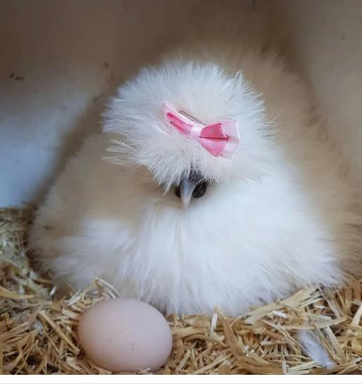 Инкубационное яйцо и цыплята кур,гусей,уток,цессарок,фазанов - фотография № 9