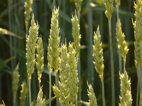 Семена пшеницы озимой  :Лилит, Изюминка, Ермак, Аскет, Капитан