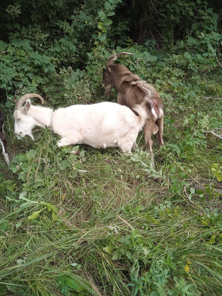Продаю коз Ламанча, коза дойная зааненская, козёл на племя ламанча, козочек от козла ламанча и заане - фотография № 2