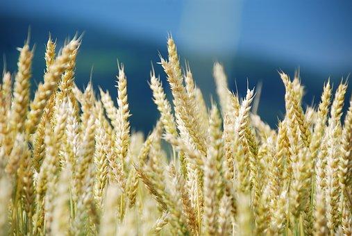 Семена пшеницы озимой  : Находка , Зерноградка 11, Донская Юбилейная, Аксинья